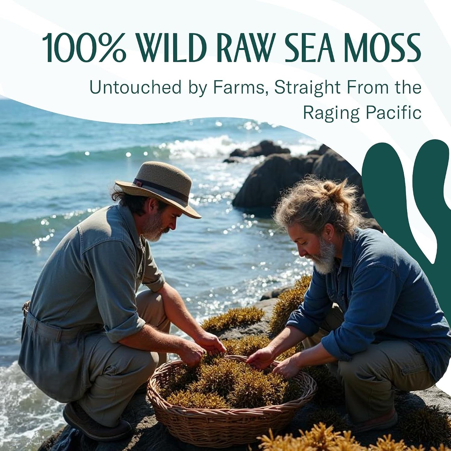 Raw Irish Sea Moss – Wildcrafted Sun-Dried Seaweed for Homemade Gel – 16Oz (1 Lb) Makes up to 200Oz Gel – Atlantic Harvested