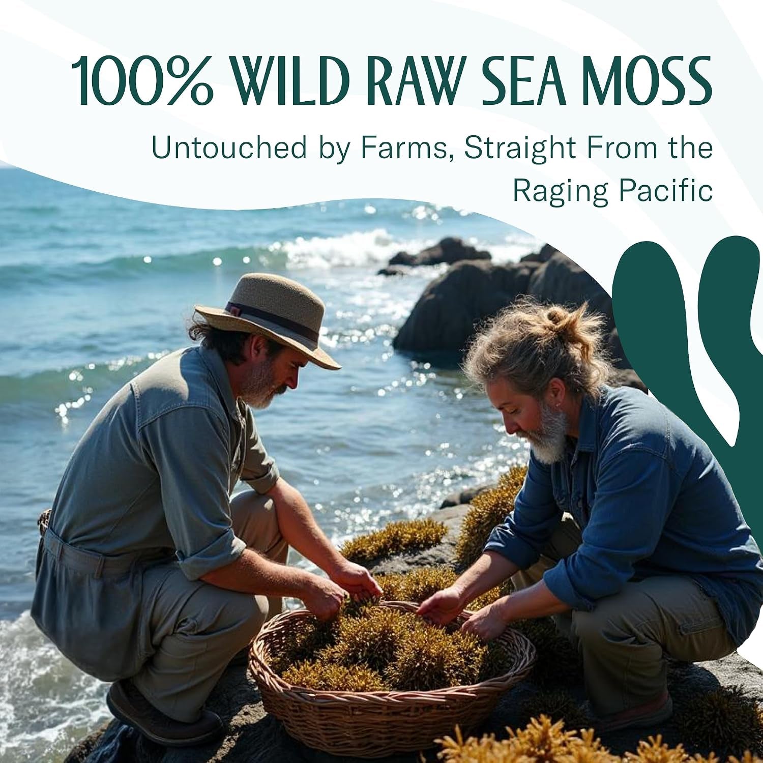 Raw Irish Sea Moss – Wildcrafted Sun-Dried Seaweed for Homemade Gel – 16Oz (1 Lb) Makes up to 200Oz Gel – Atlantic Harvested
